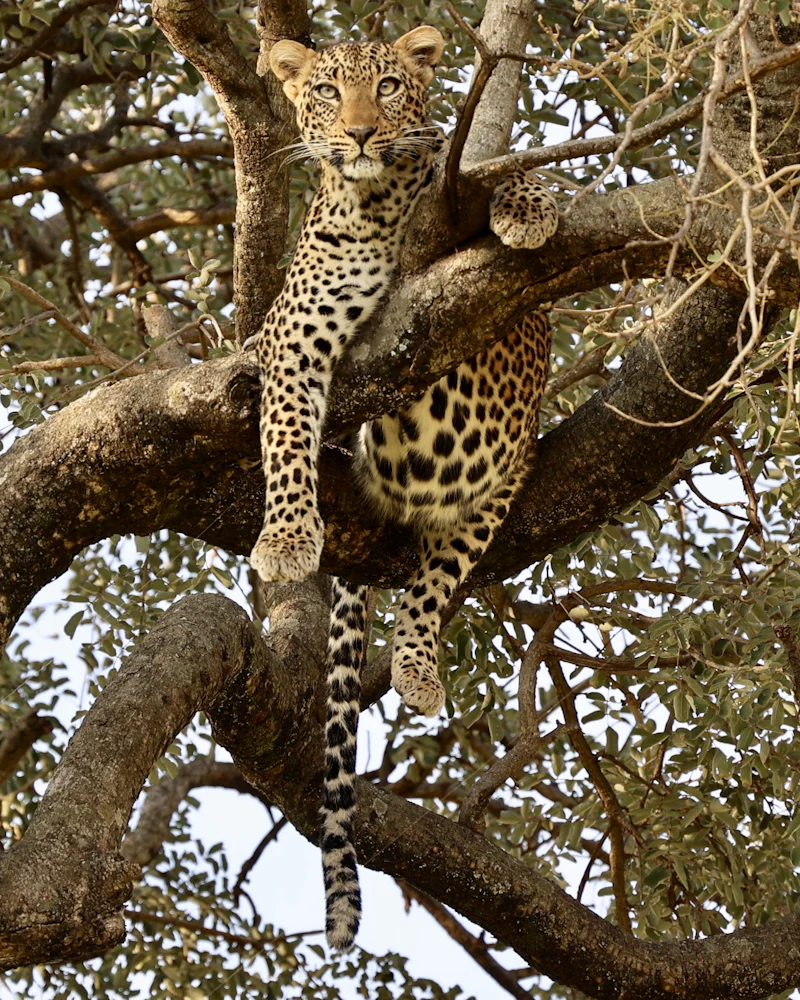A leopard resting in a tree in Tarangire National Park