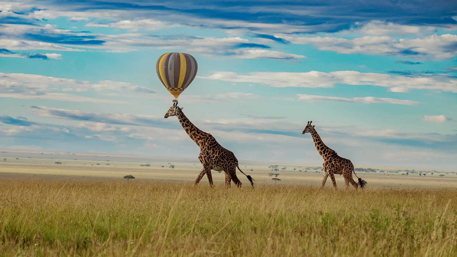 Two giraffes walking across the Serengeti plains with a hot-air balloon behind them