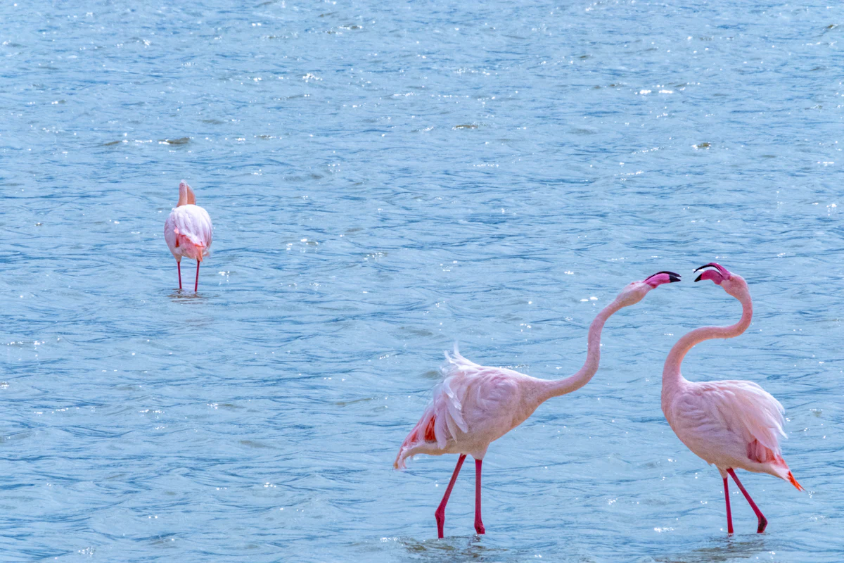 Flamingos wading in a lake in Ngorongoro Crater
