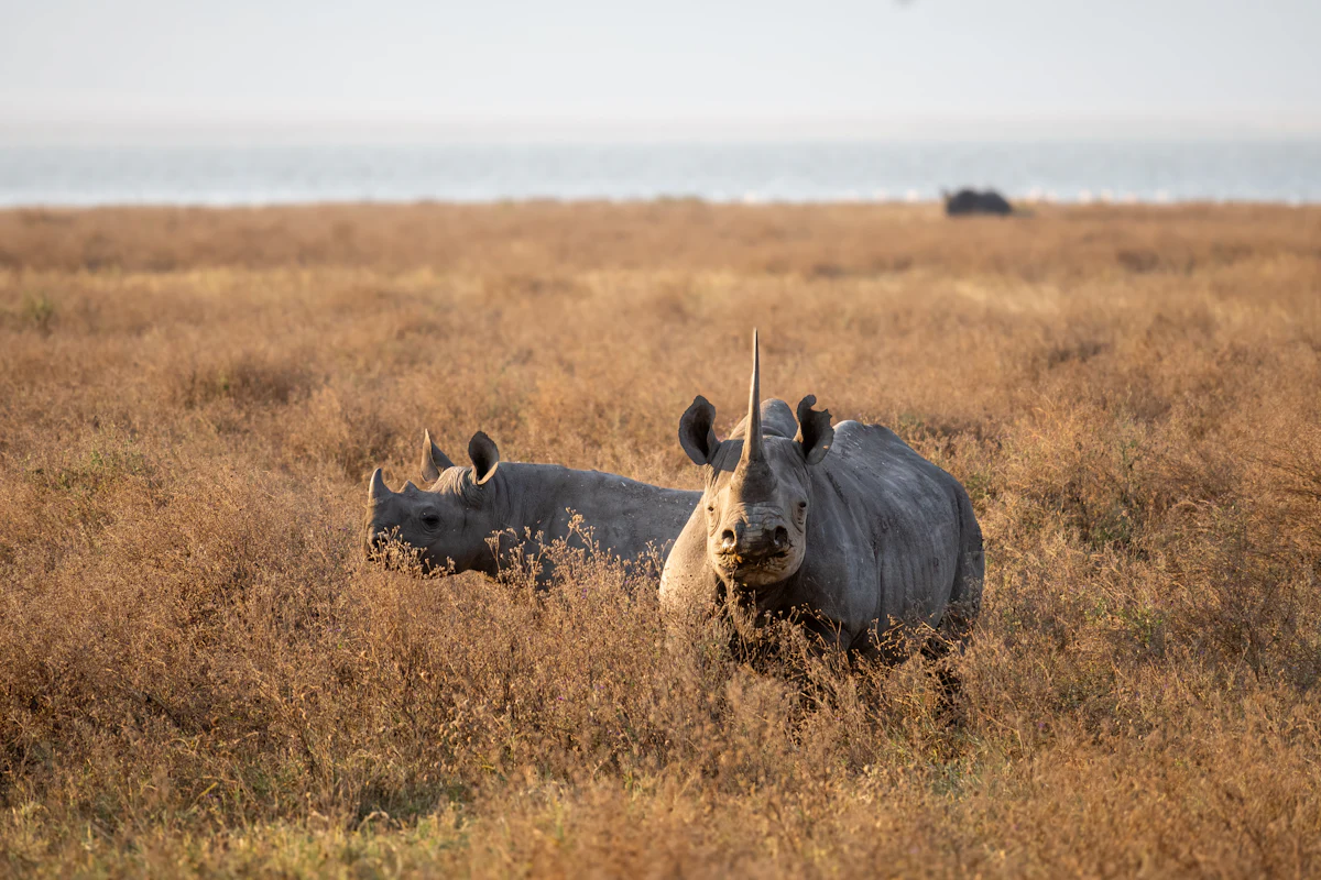 Two black rhinos standing in the grass in Ngorongoro Crater