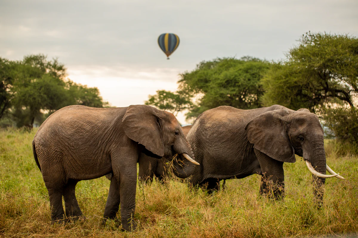 Elephants standing in the grass in Tarangire National Park
