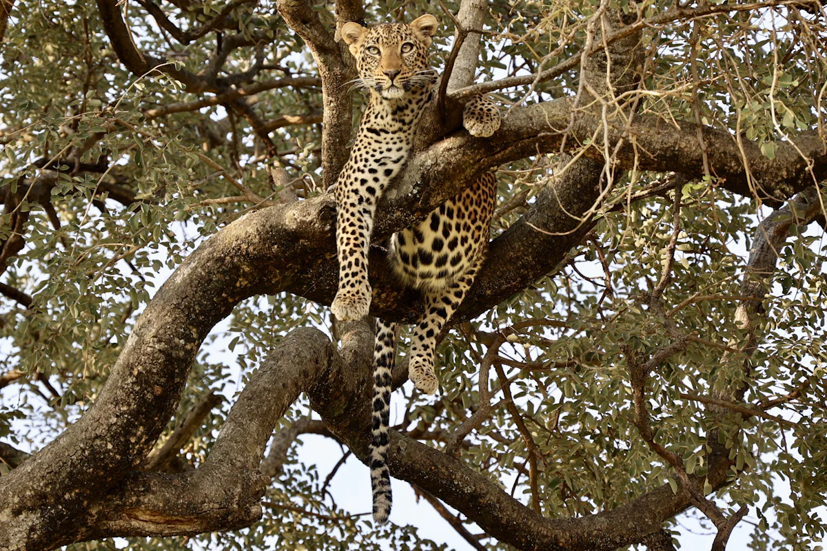 A leopard resting in a tree in Tarangire National Park