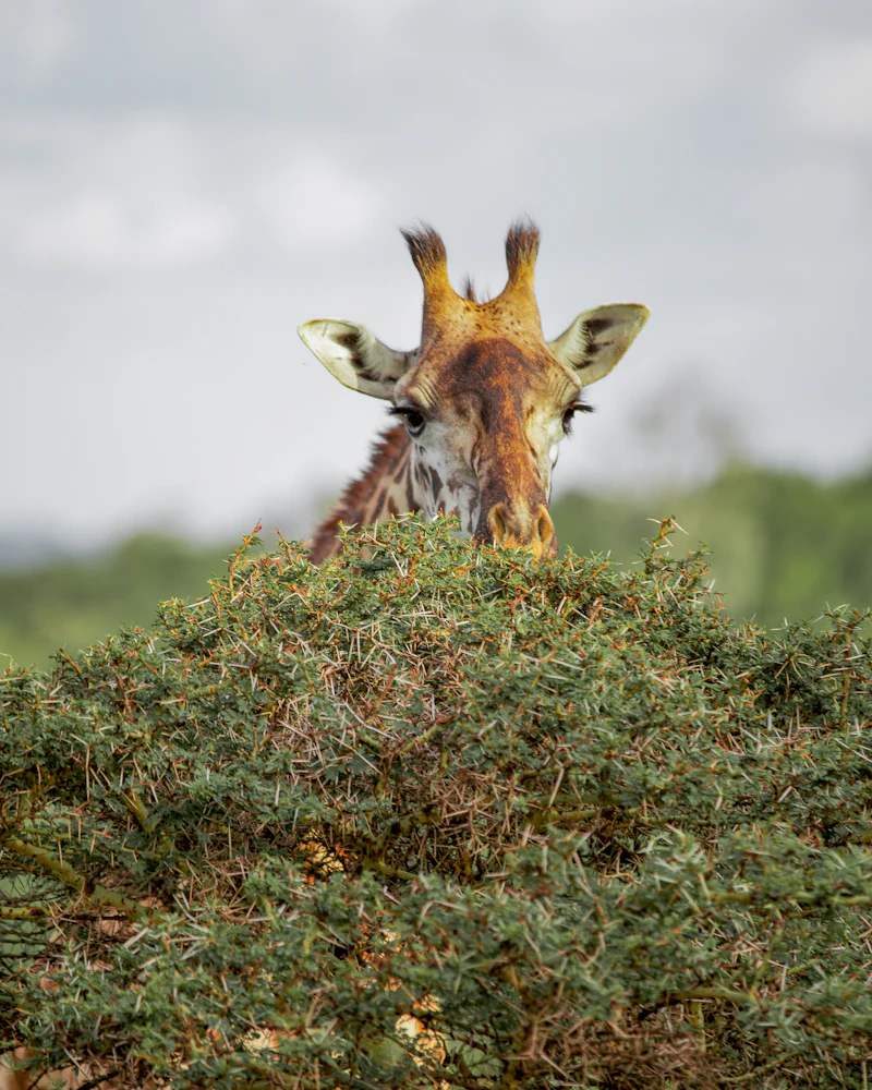 A giraffe looking over the top of an acacia tree near Arusha